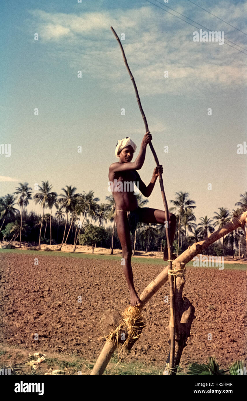 Shaduf in Tamil Nadu, India in 1962. Ein Bauer fördert mit einem Schaduff Wasser für die Bewässerung der Felder. Stock Photo
