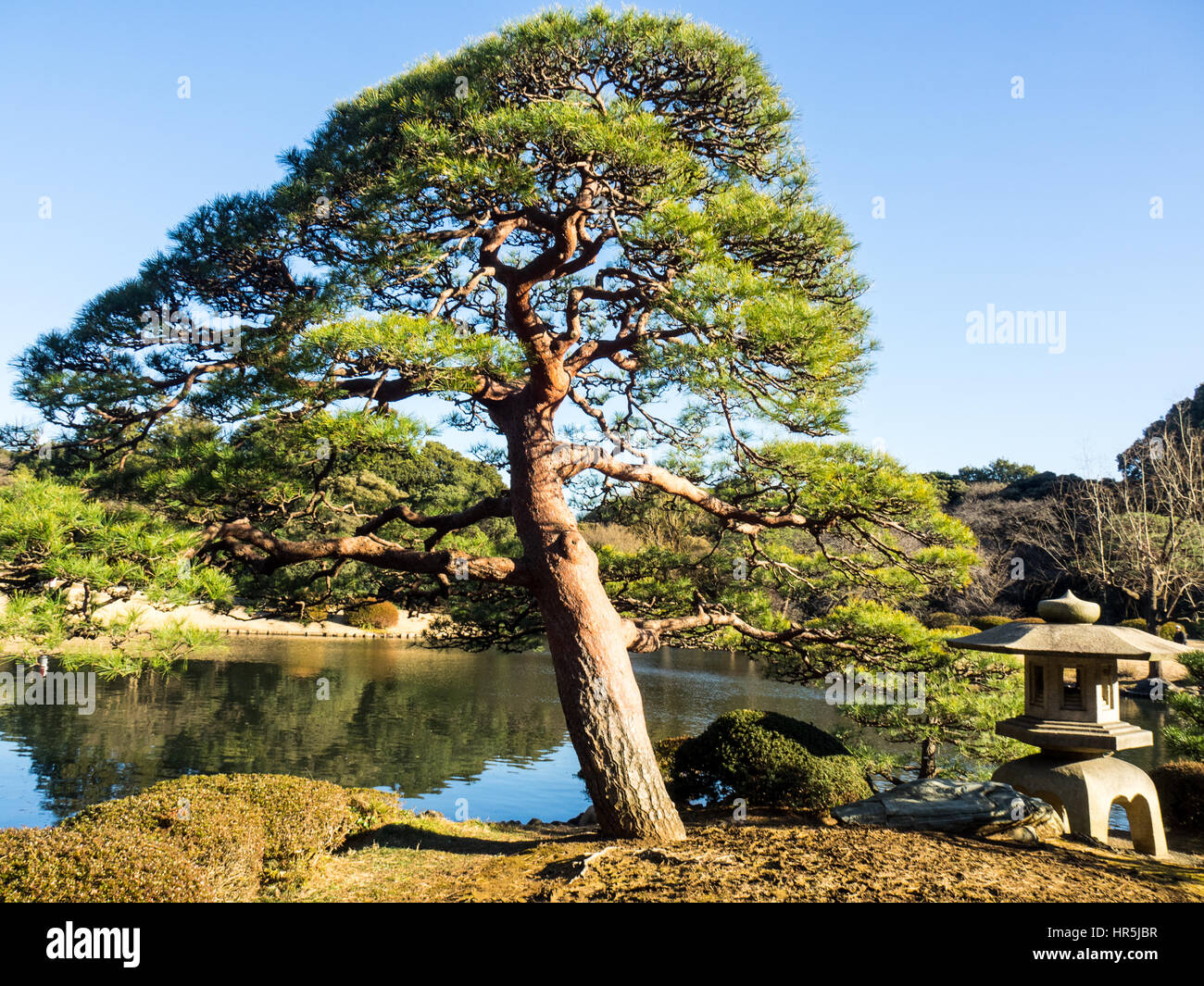 A cypress tree in the Shinjuku Gyoen National Garden, Tokyo. Stock Photo