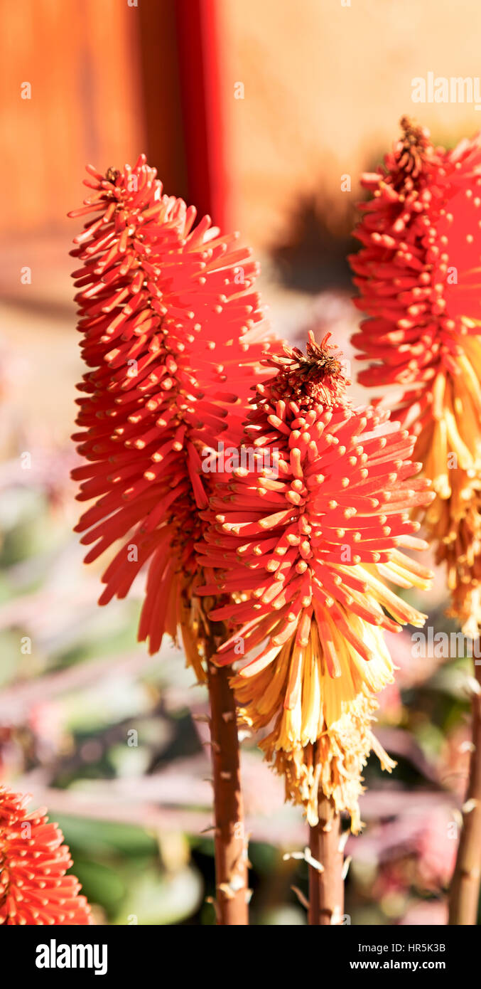 blur in south africa close up of the    red orange cactus flower and garden Stock Photo