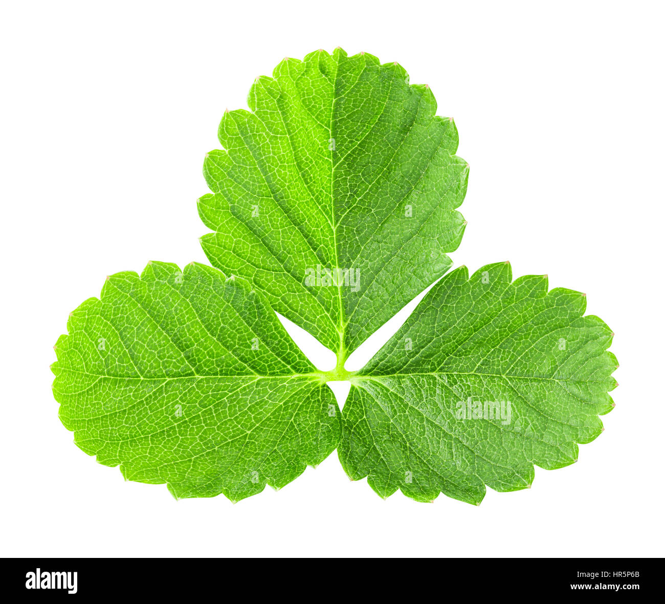 Strawberry's leaf isolated on white background with clipping path Stock Photo