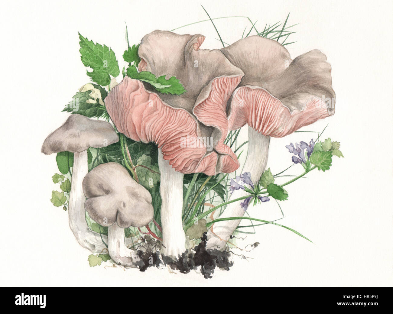 Mushrooms Entoloma clypeatum. Hand painted watercolor illustration of wild mushrooms in natural context, against off-white background. Stock Photo
