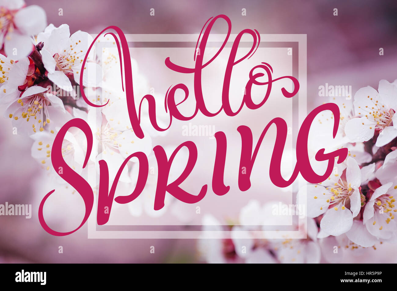 text Hello Spring. Calligraphy lettering and Beautiful branch of a ...
