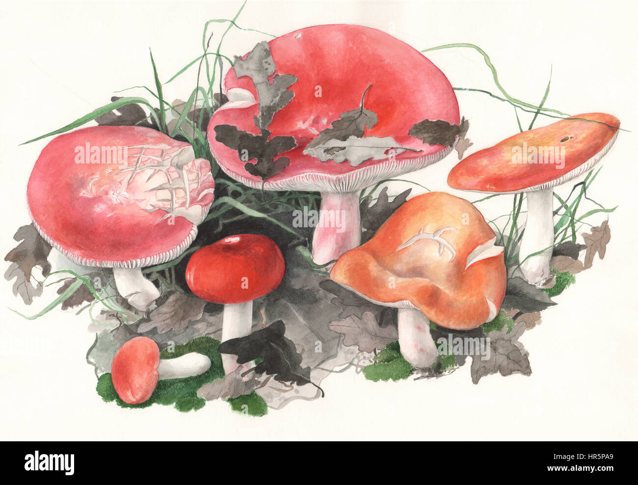 Mushrooms Russula pulchra. Hand painted watercolor illustration of wild mushrooms in natural context, against off-white background. Stock Photo