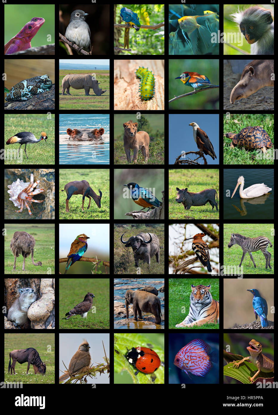 Collage made of set including 35 different animals Stock Photo - Alamy