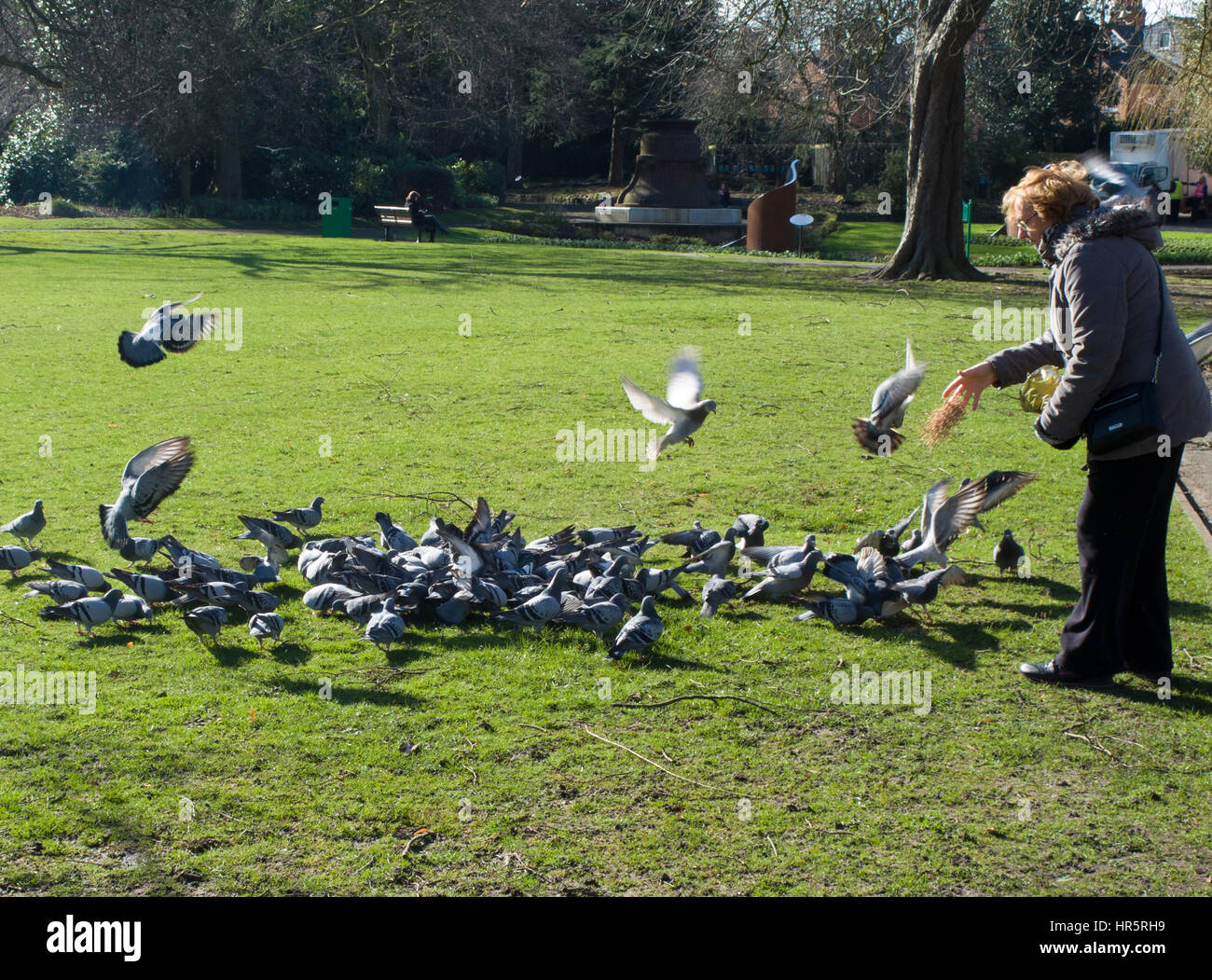 Pigeons feeding in Queens Park Loughborough Leicestershire UK Stock Photo