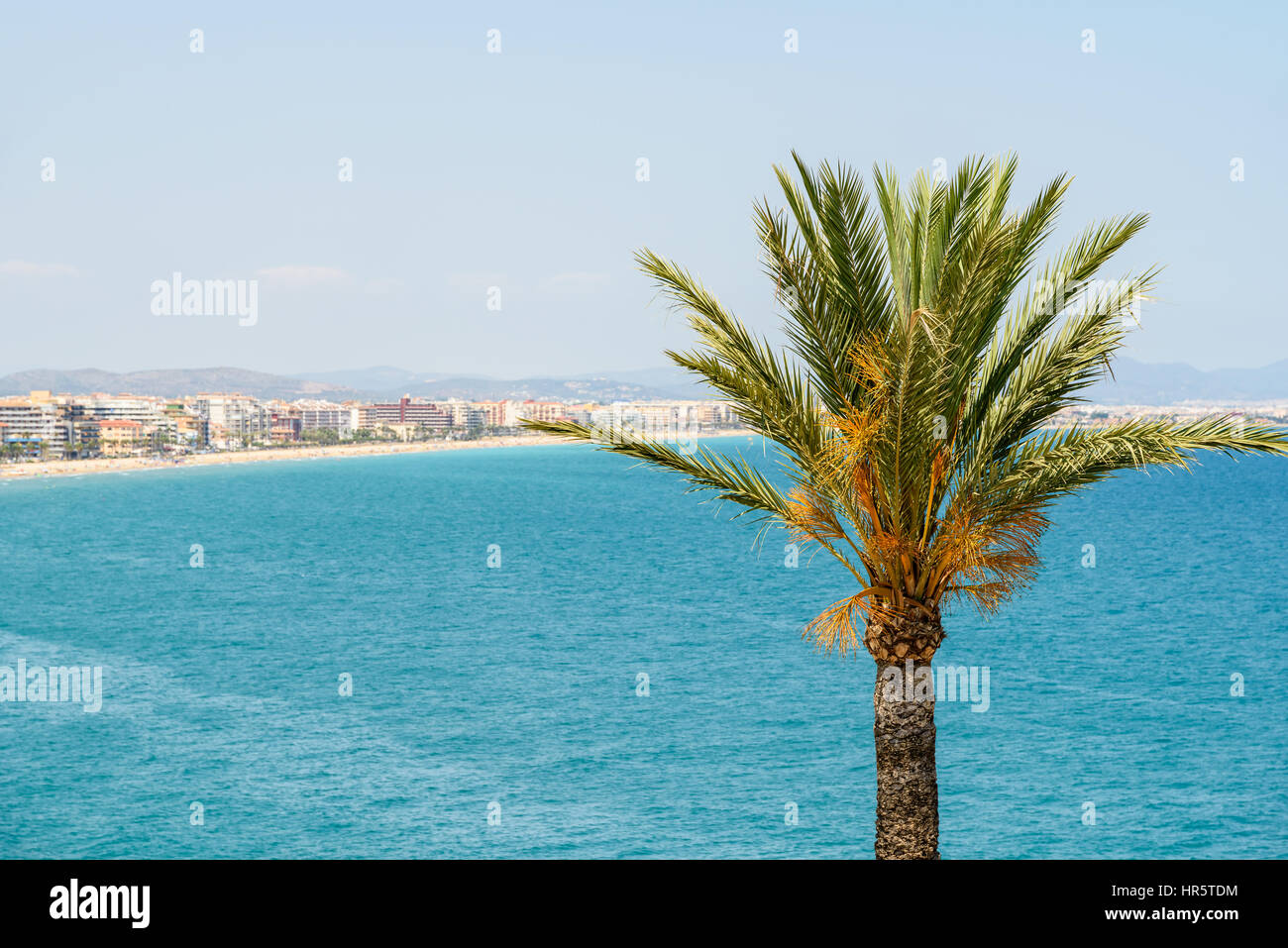 Tropical palm tree trees skyline hi-res stock photography and images ...