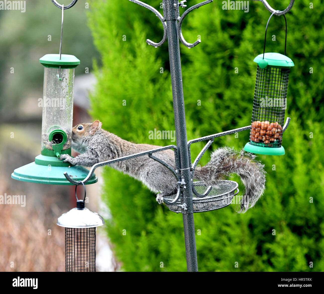 A Squirrel Eats Peanuts Put In A Bird Feeder The Aglity Of