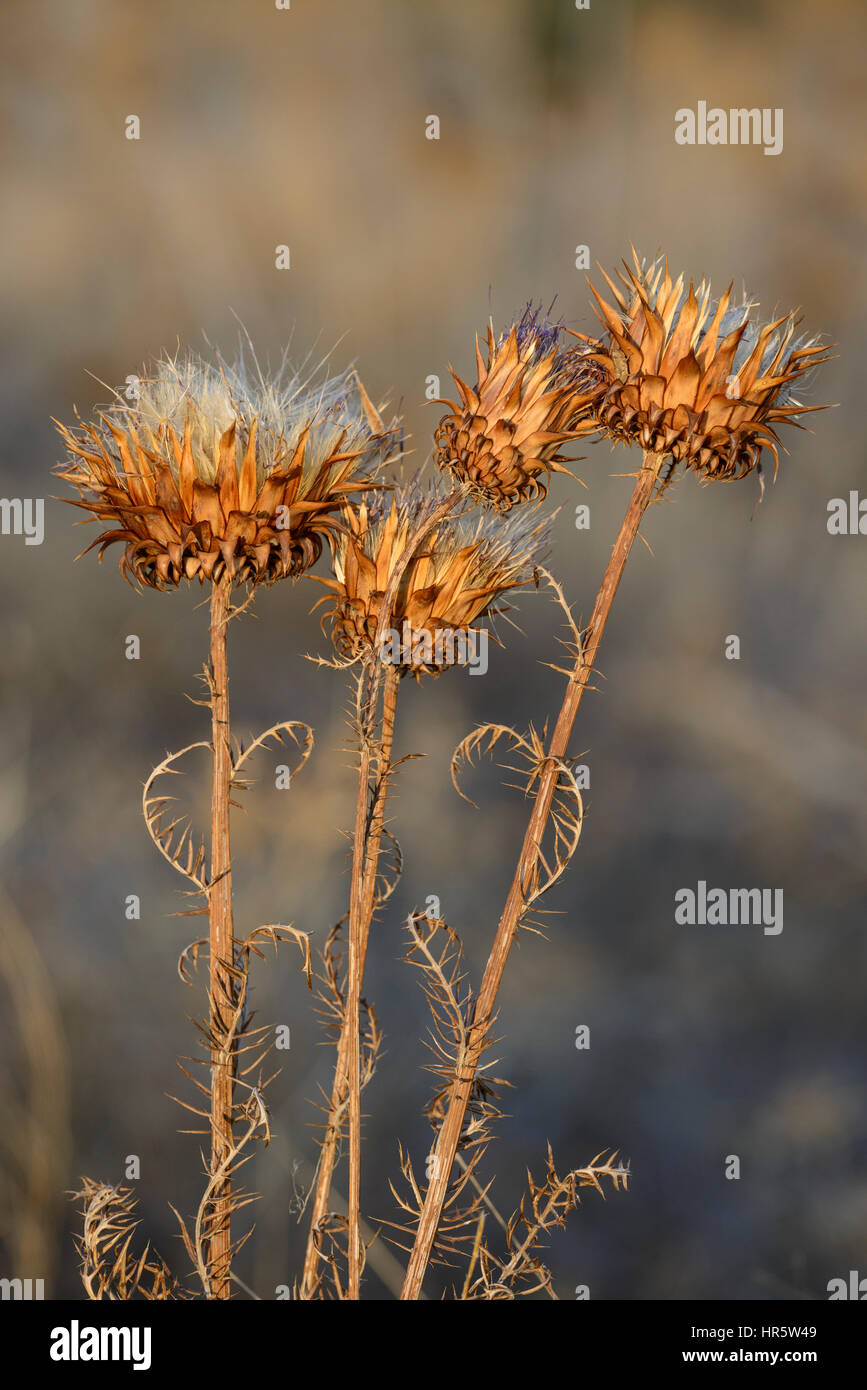 Chicory seeds hi-res stock photography and images - Alamy
