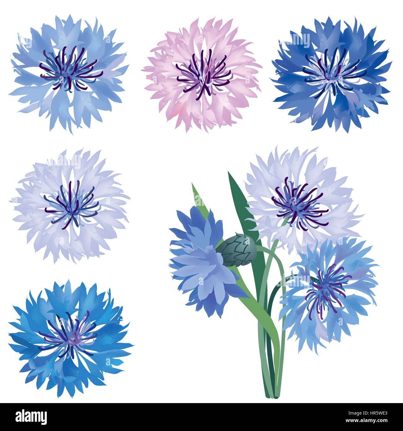 Floral bloom set. Flower cornflower background. Flourish garden design elements Stock Vector