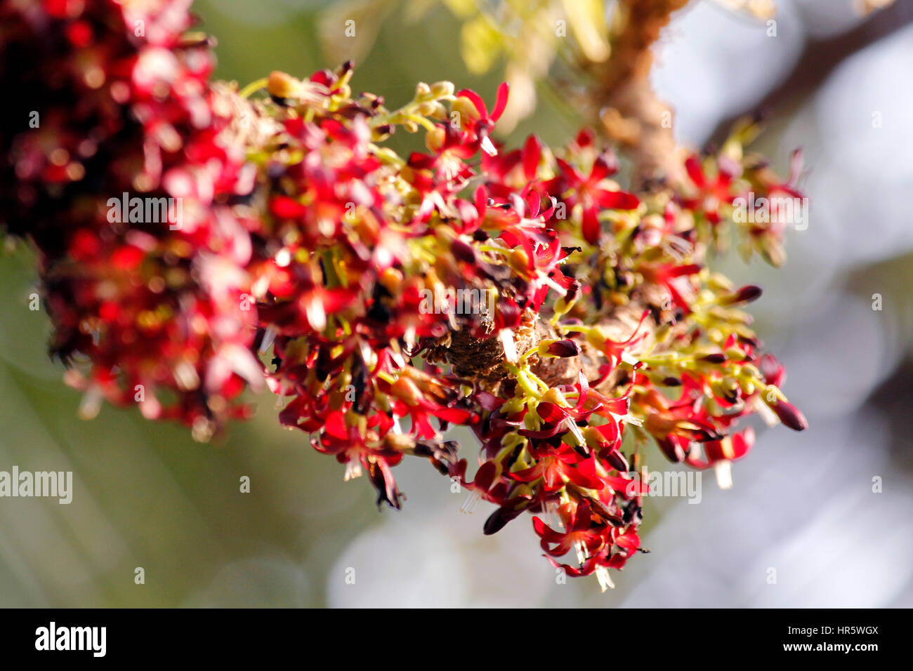 Kerala Flowers Hi-res Stock Photography And Images - Alamy