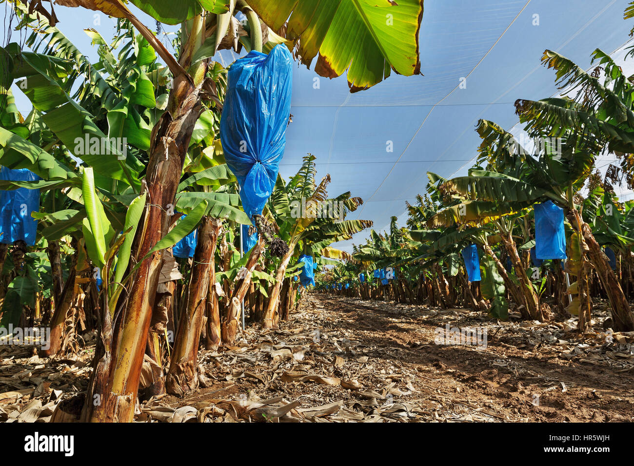 banana plantations covered with mesh in Israel Stock Photo