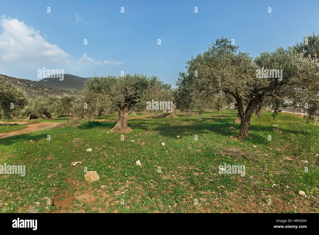 olive trees and green grass on a background of clouds in Israel Stock Photo