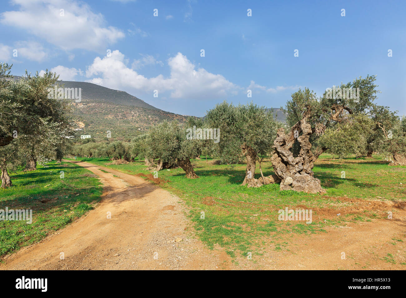 olive trees and green grass on a background of clouds in Israel Stock Photo