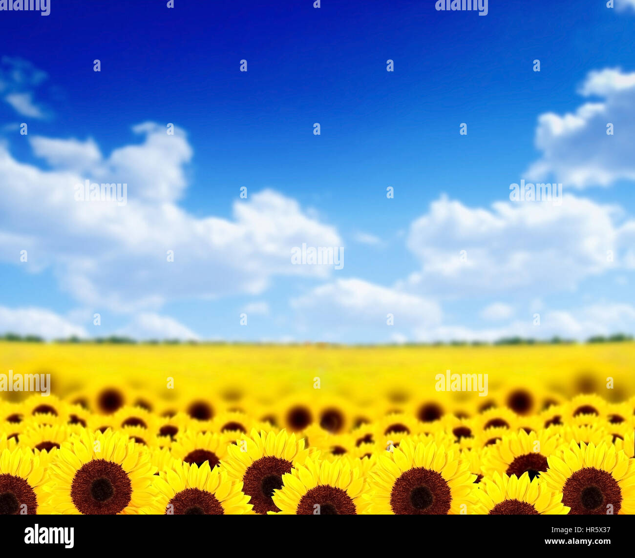 Field full of yellow sunflowers with the focus in the front flower row ...