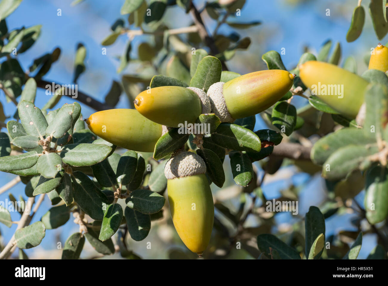 Quercus rotundifolia hi-res stock photography and images - Alamy