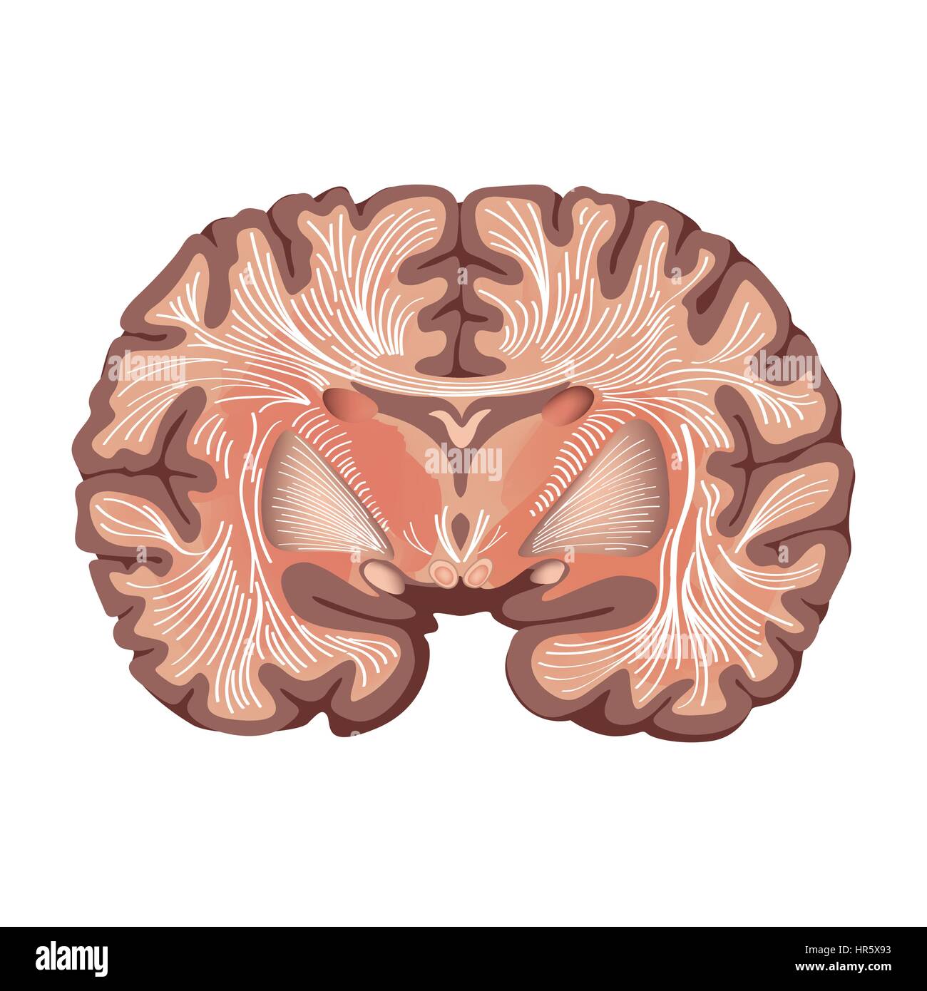 Brain anatomy. Brain showing the basal ganglia and thalamic nuclei