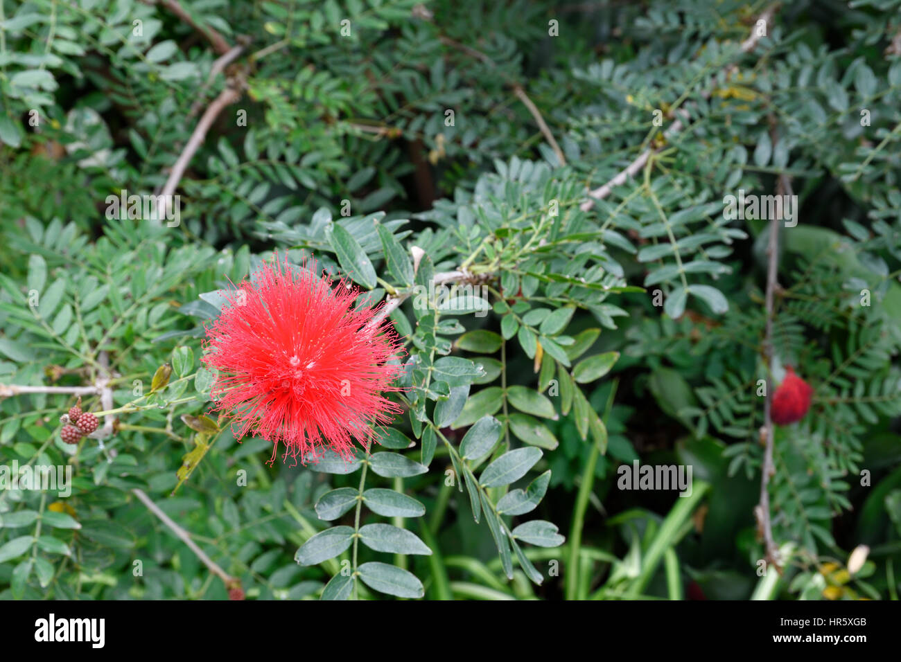 Red powder puff flower (Calliandra haematocephala) from Botanical