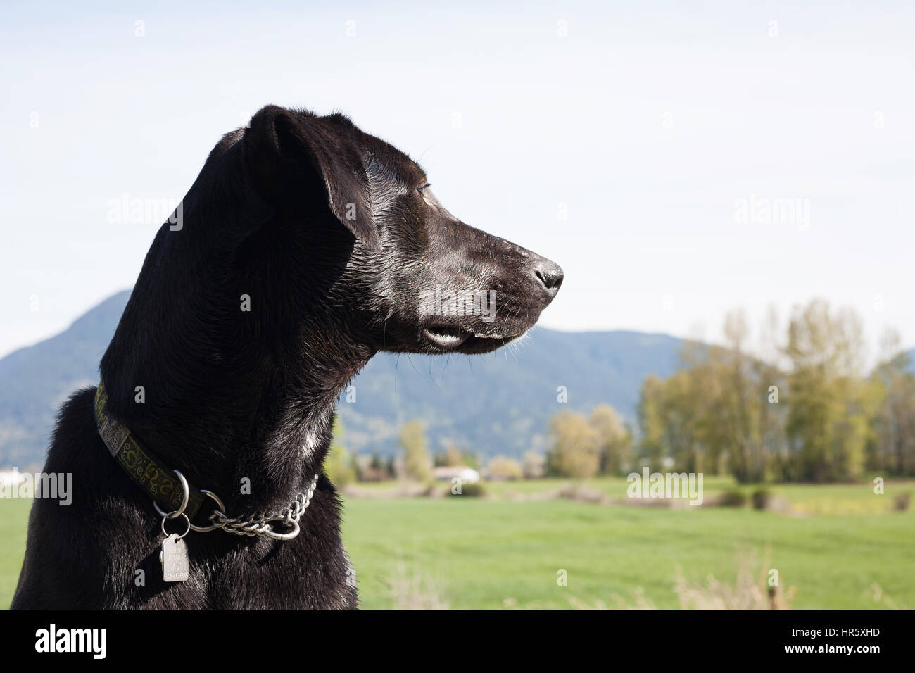 Big black dog looking away. Mission, BC, Canada Stock Photo Alamy