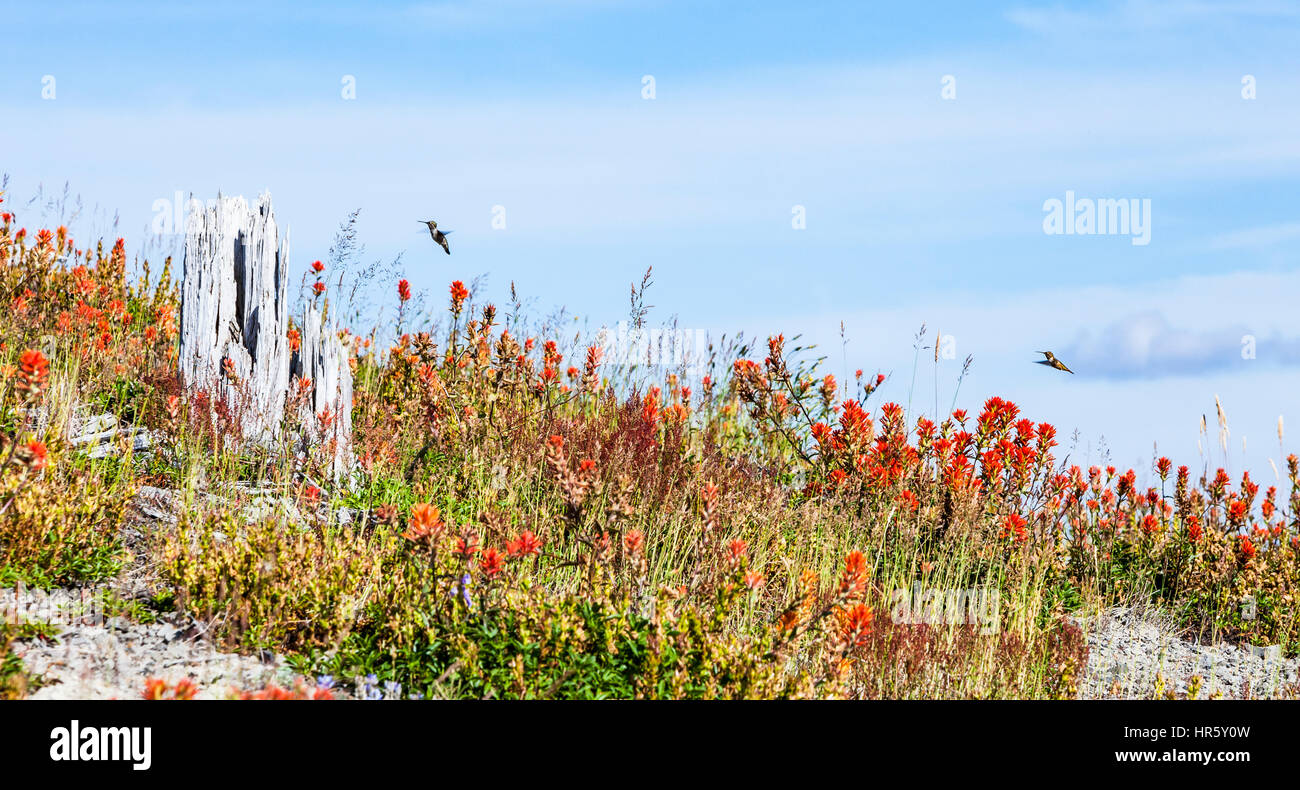 Hummingbirds flying above a field of wildflowers, Mount St. Helens National Volcanic Monument, Washington, USA. Stock Photo