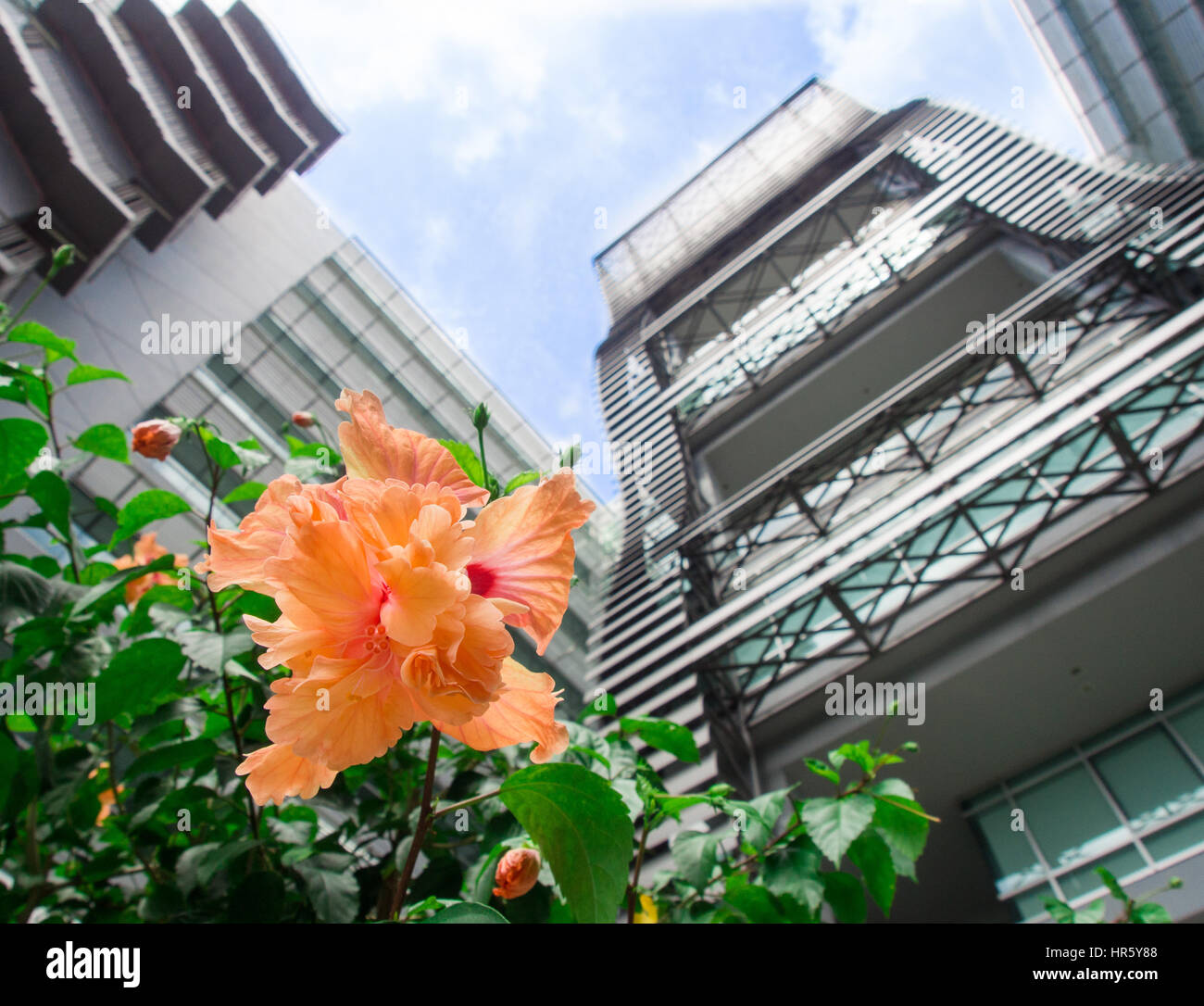 Beautiful peach color flower before a modern building: PATHUM THANI, THAILAND - AUGUST 04, 2016 Stock Photo