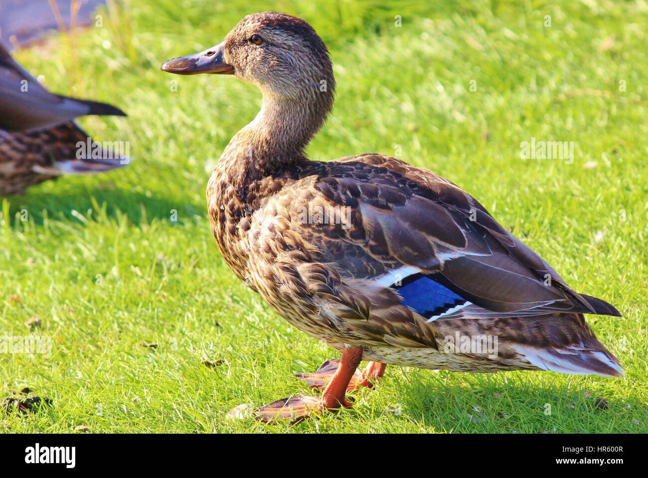 Alaska ducks Stock Photo