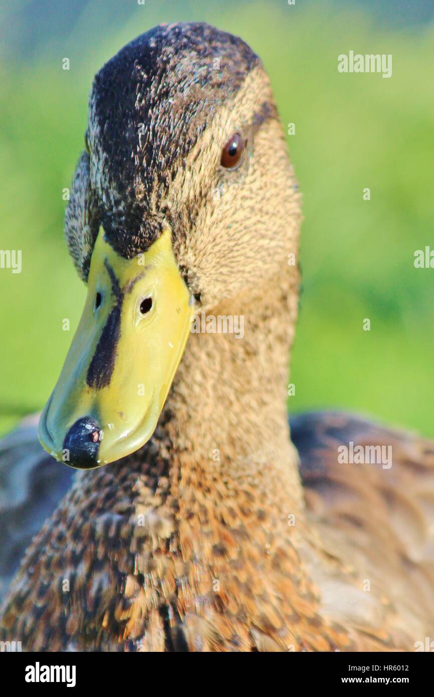 Alaska ducks Stock Photo