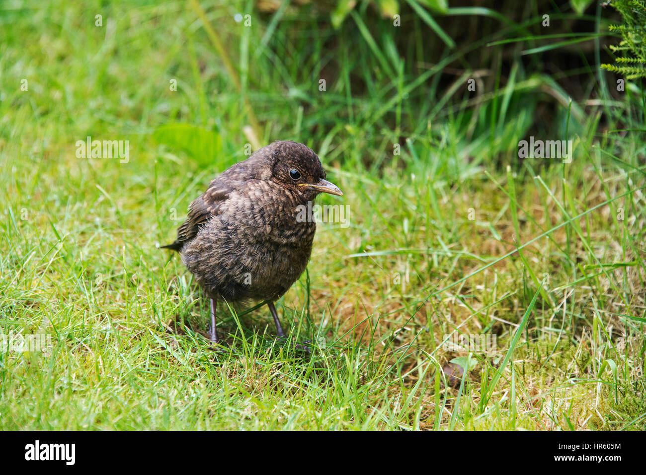 Close up of a young common blackbird in a garden in Staffordshire, England Stock Photo