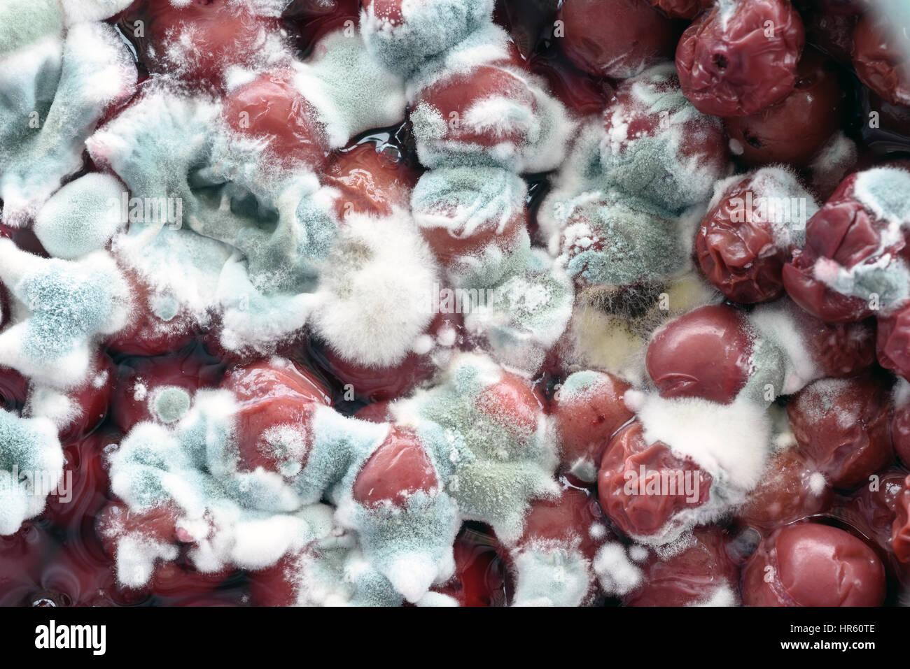 Rotten cherry fruits in natural juices covered with a fungal growth Stock Photo