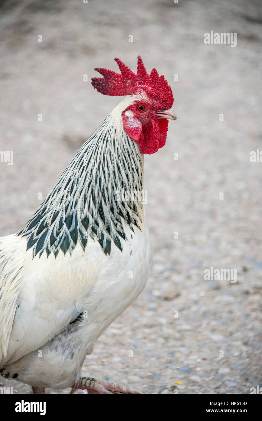 Close up of a Sussex Light cockerel on a farm in England Stock Photo