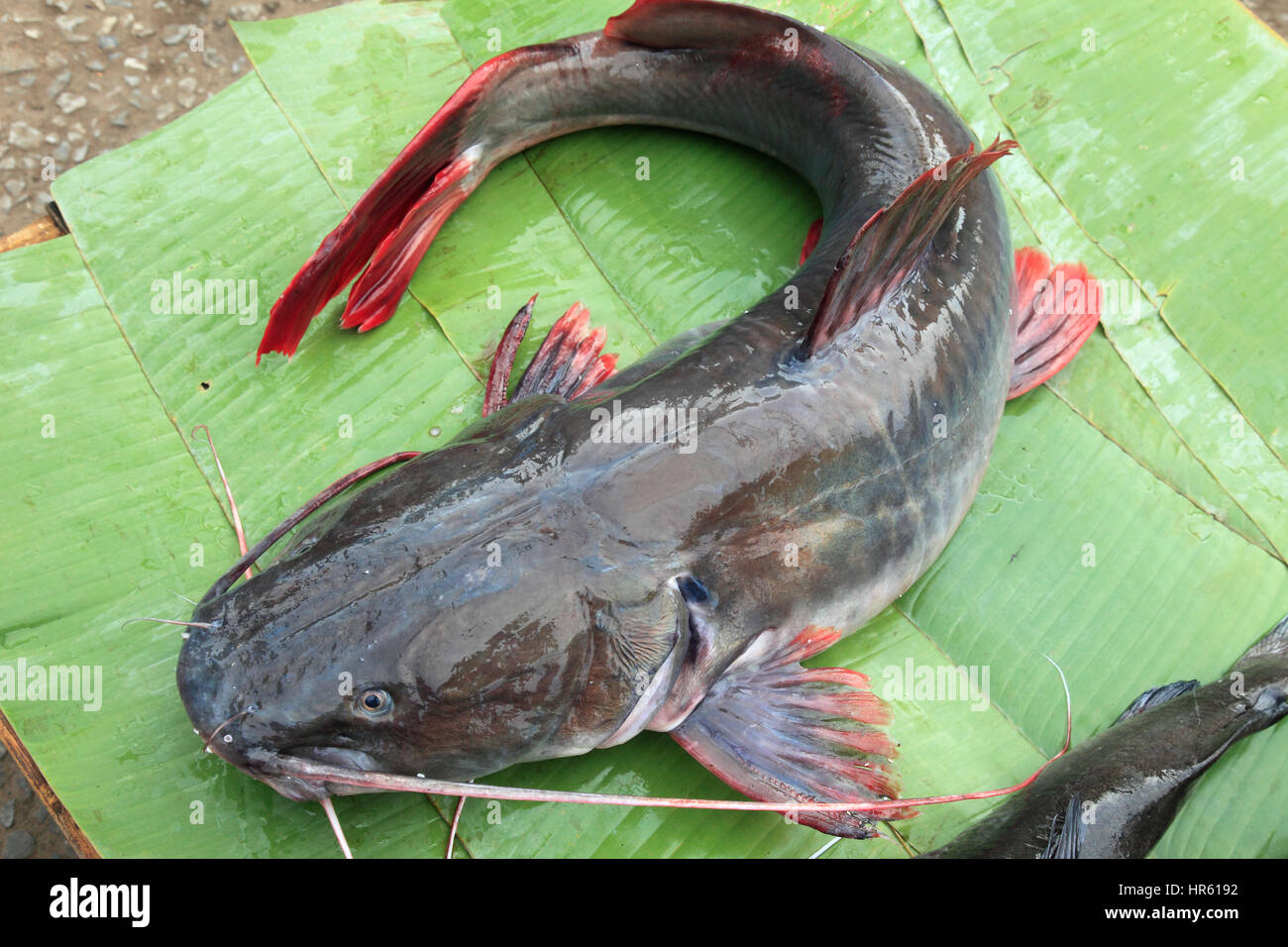 Laos, Luang Prabang, market, catfish, Stock Photo