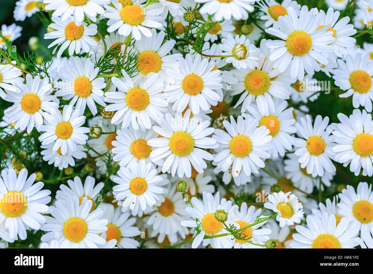 Ground cover daisies hi-res stock photography and images - Alamy