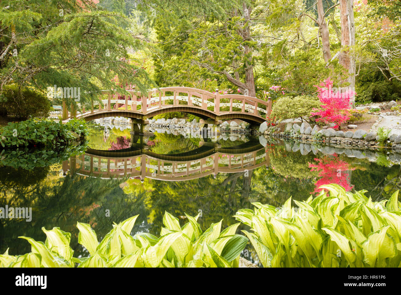 Bridge and maple tree, the Japanese Garden, Hatley Park, Colwood
