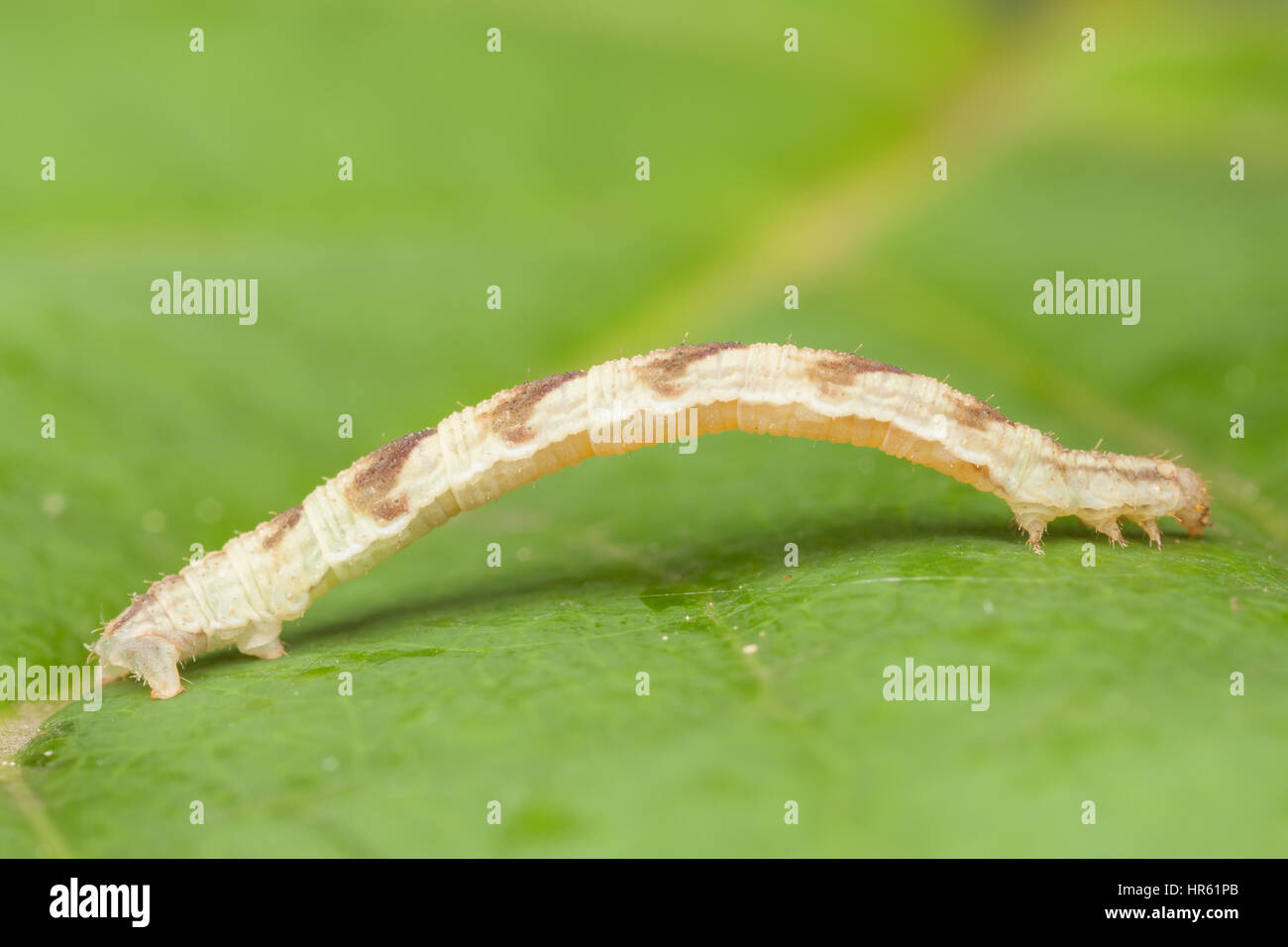 Common Eupithecia Moth (Eupithecia miserulata) caterpillar (larva) Stock Photo