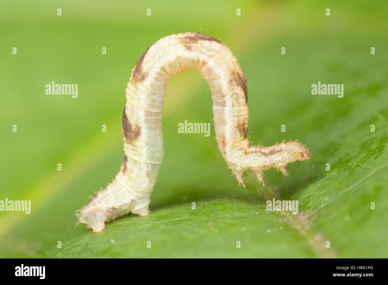 Common Eupithecia Moth (Eupithecia miserulata) caterpillar (larva) Stock Photo