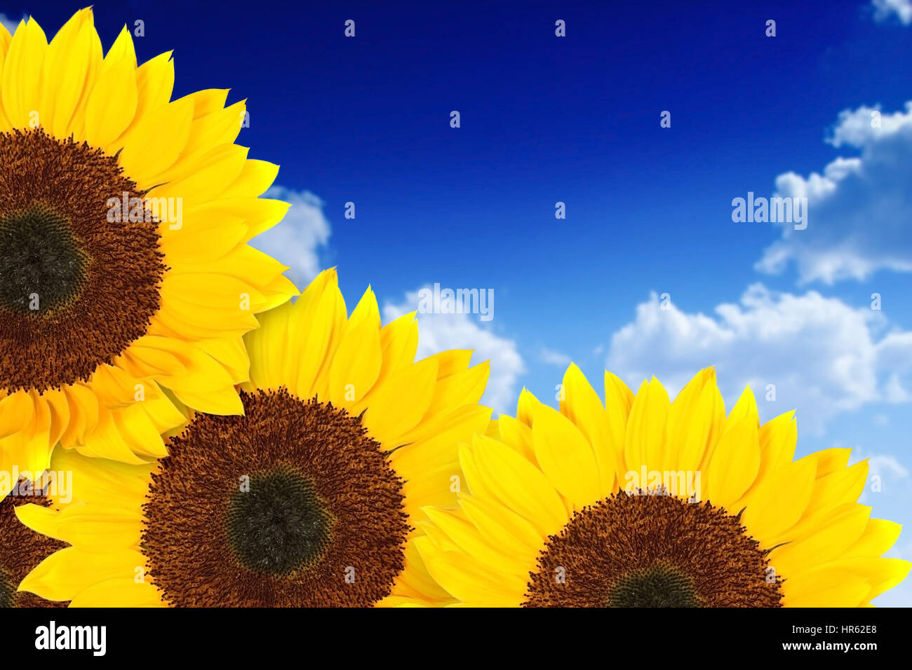 beautiful sunflowers in a sunny day with a beautiful blue sky in the ...