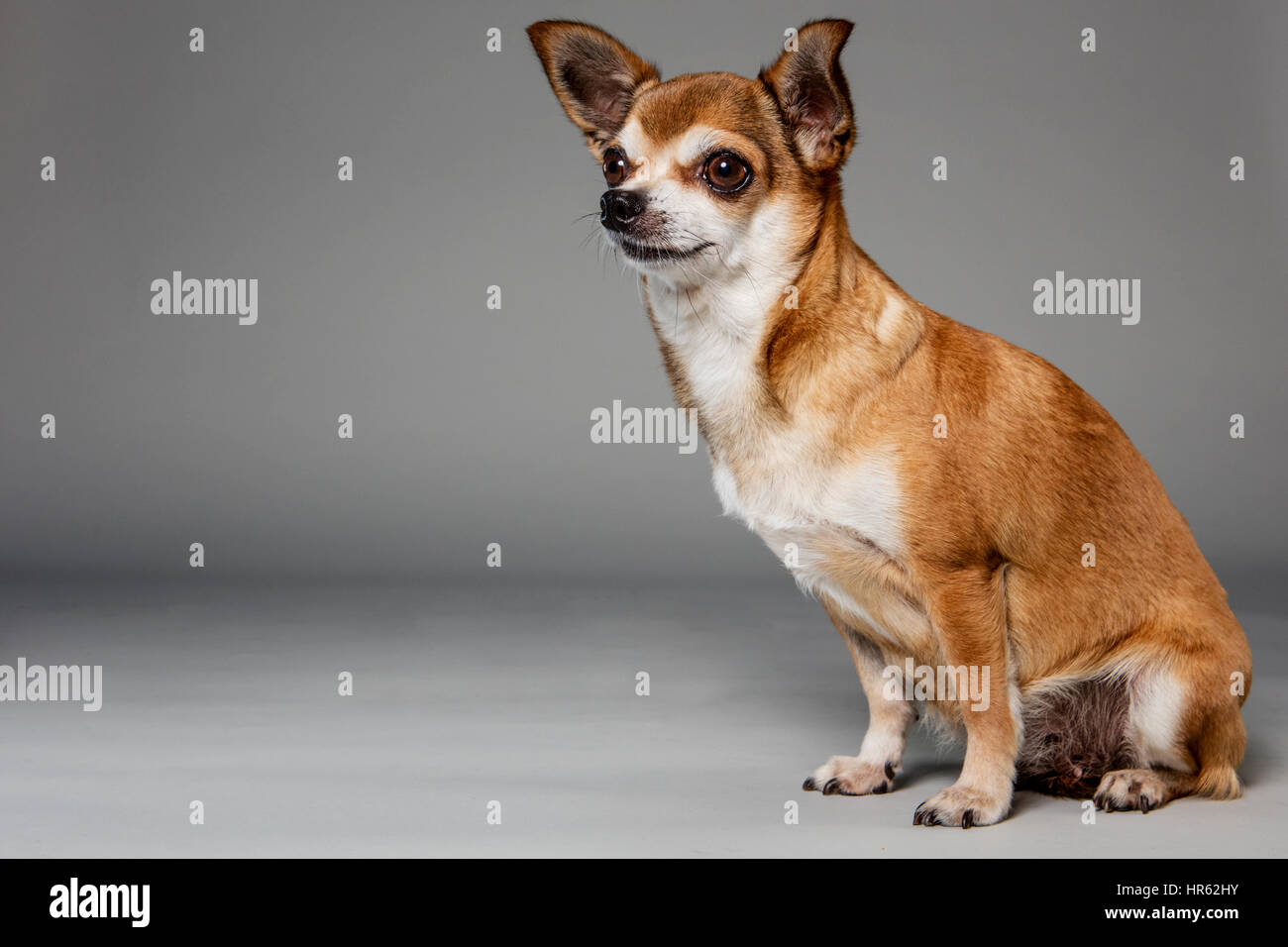 Portrait of a awn-colored chihuahua sitting on neutral studio background, looking off-camera. Stock Photo