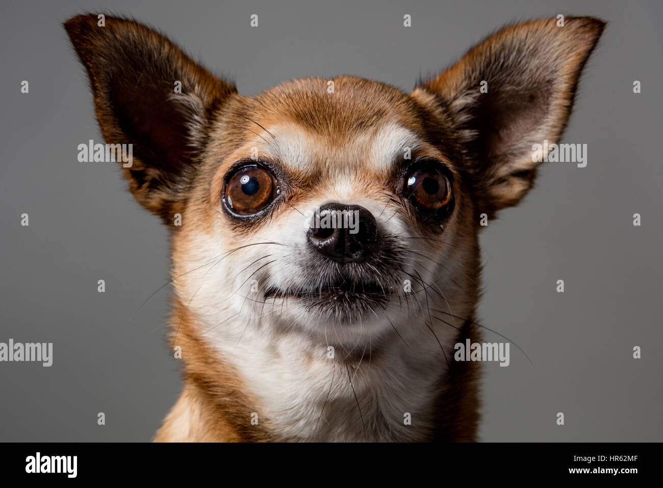 Close-up portrait of fawn-colored chihuahua looking directly at camera with a happy expression. Stock Photo