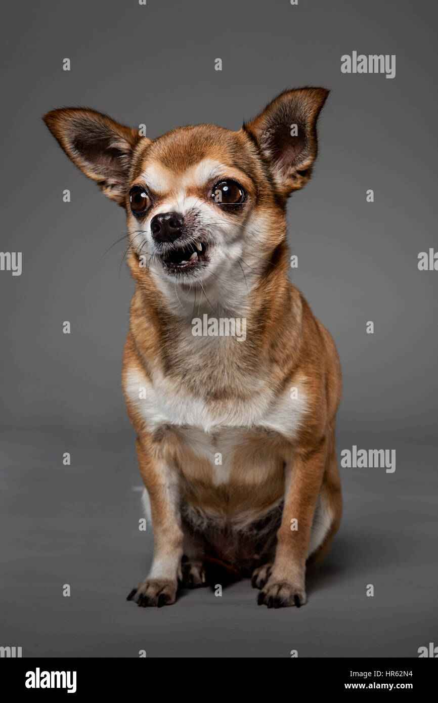 Studio portrait of a fawn-colored chihuahua sitting and looking off-camera while laughing. Stock Photo