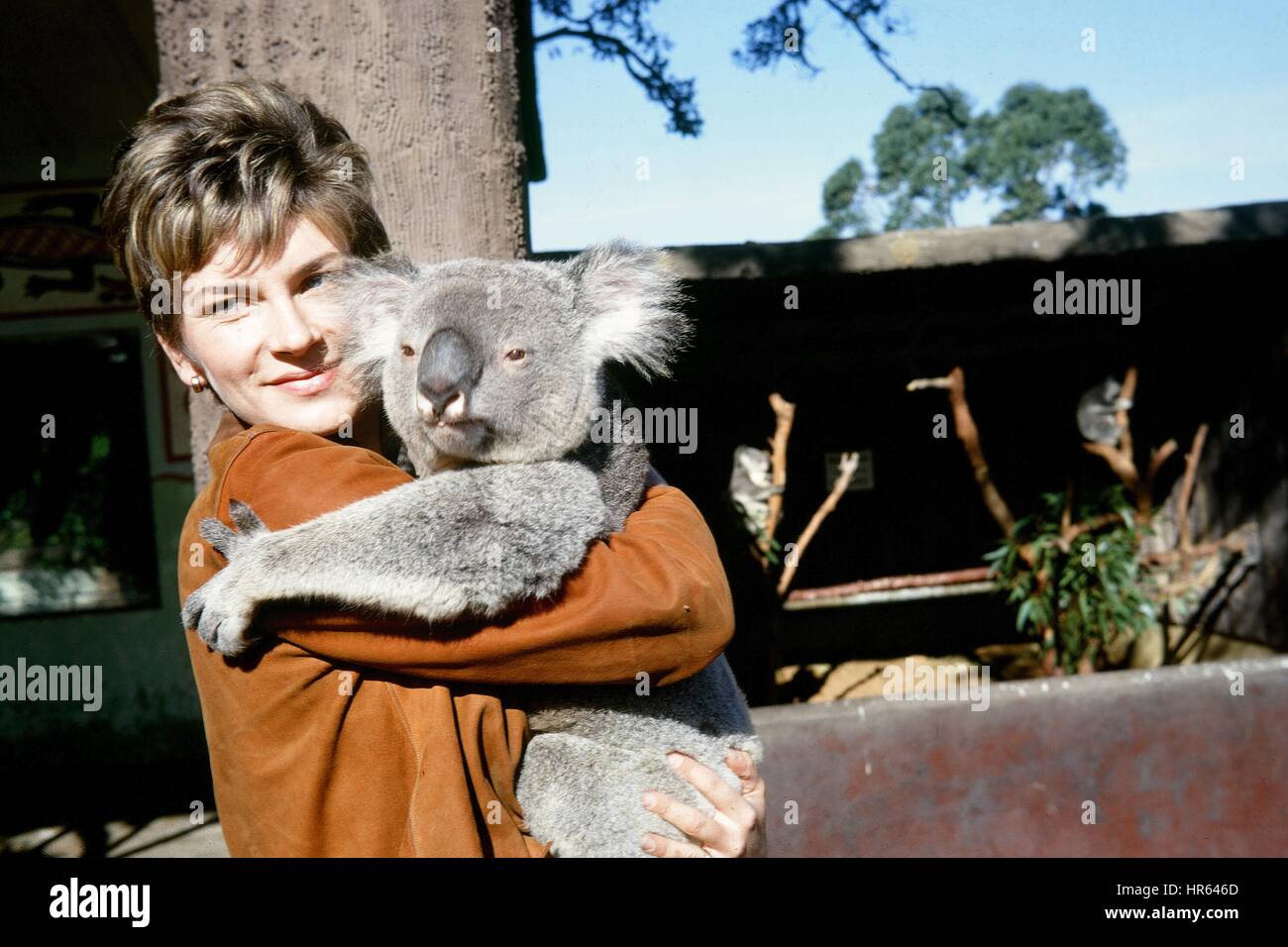 A woman holds a Koala Bear at a park, other Koalas are visible in the background, 1970. Stock Photo