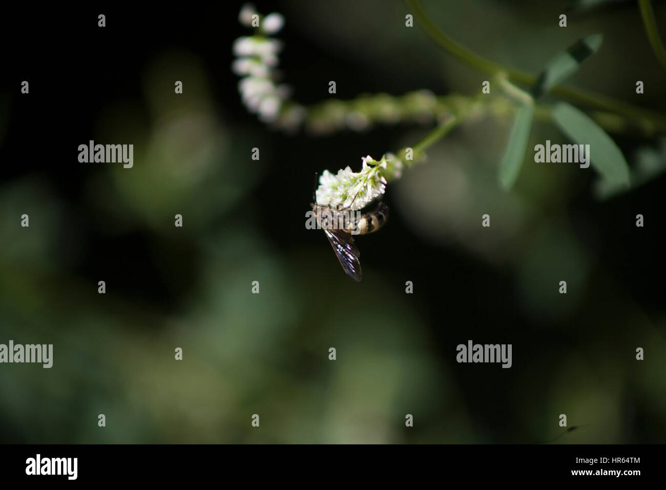 Close up of a black and yellow stinging insect Stock Photo - Alamy