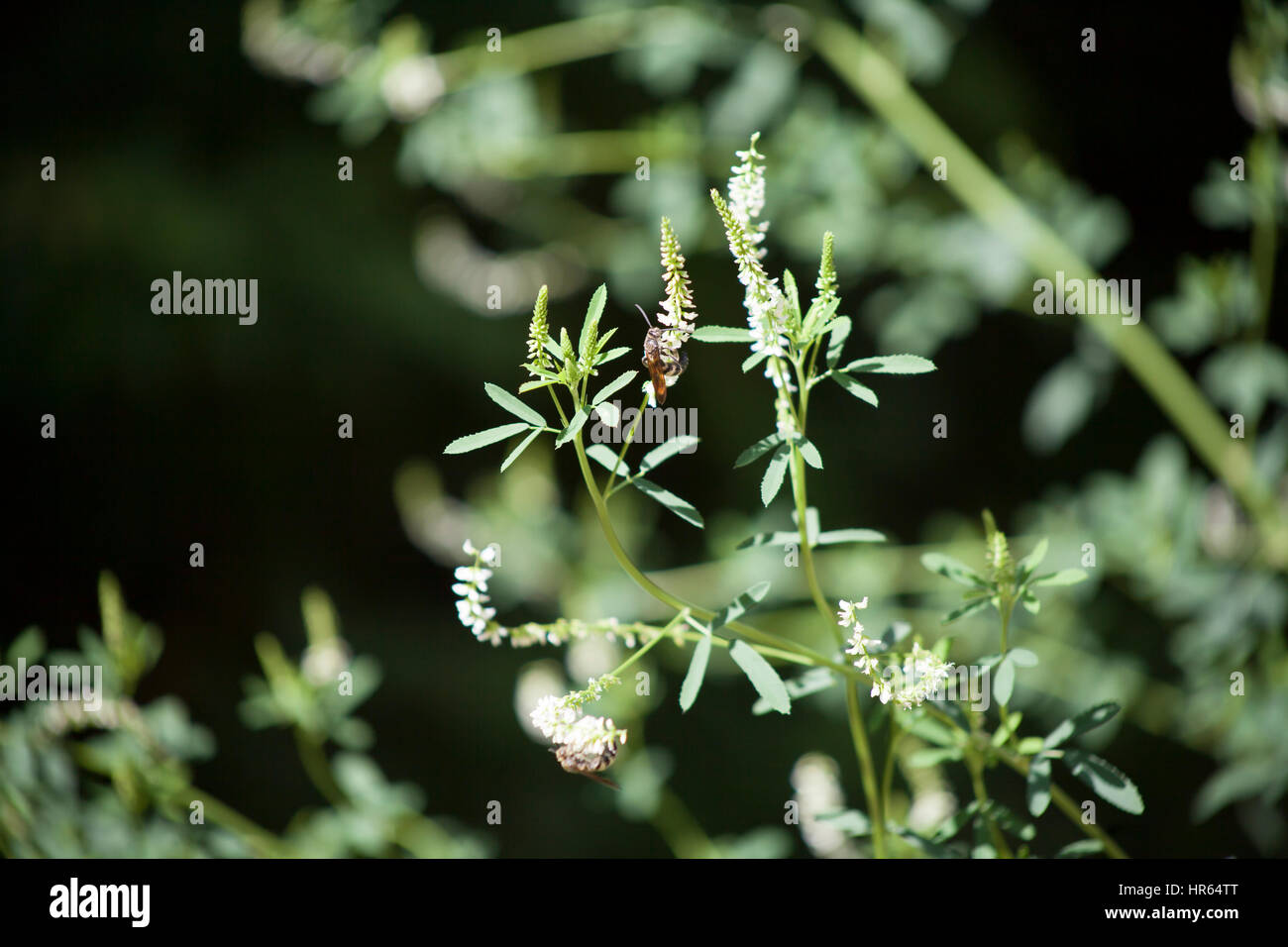 Close up of a black and yellow stinging insect Stock Photo - Alamy