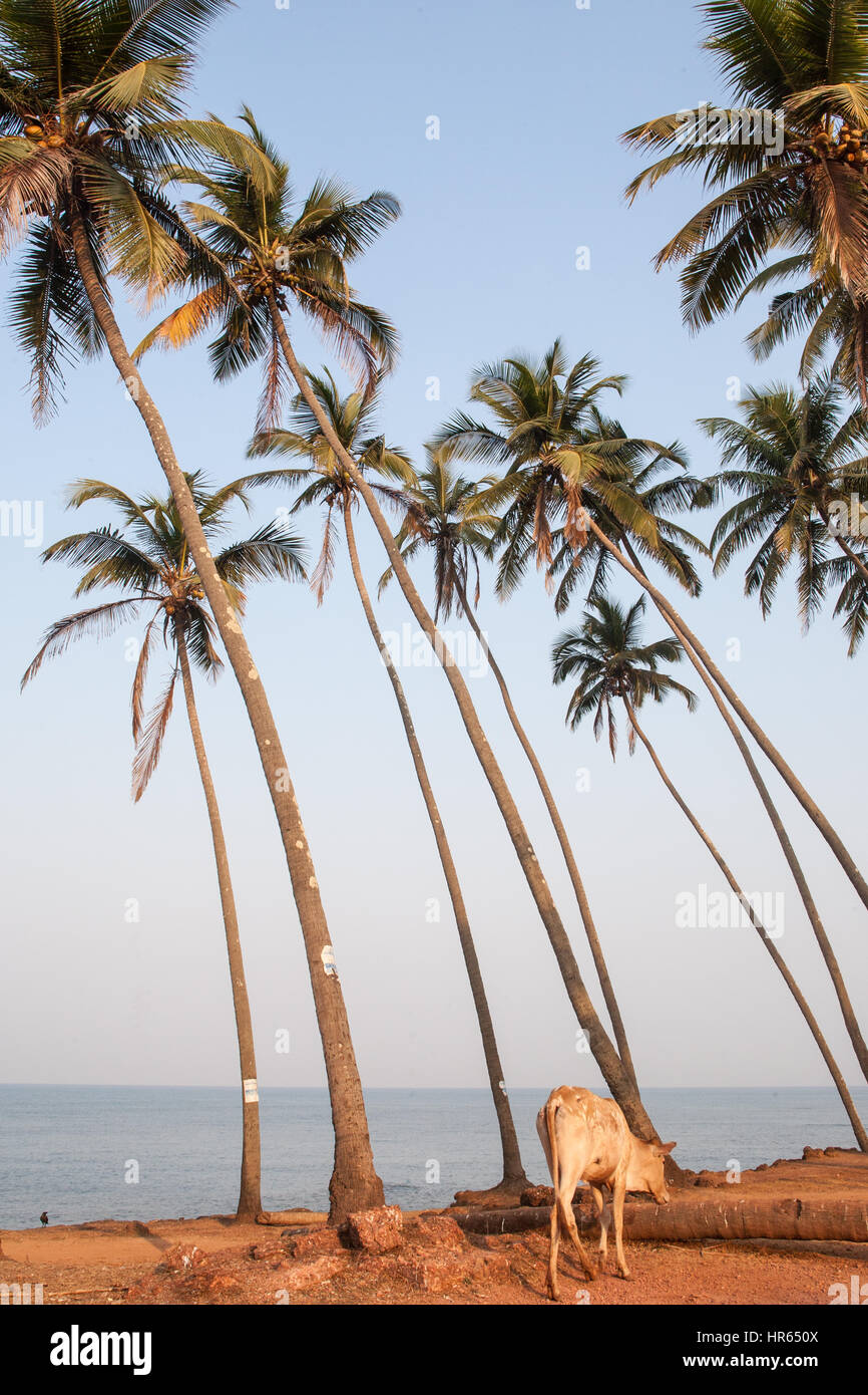 Anjuna Asia Asian Beach Cow Goa Holy India Indian Palm Paradise Sacred  Sunset Tourists Trees Tropical High Resolution Stock Photography and Images  - Alamy