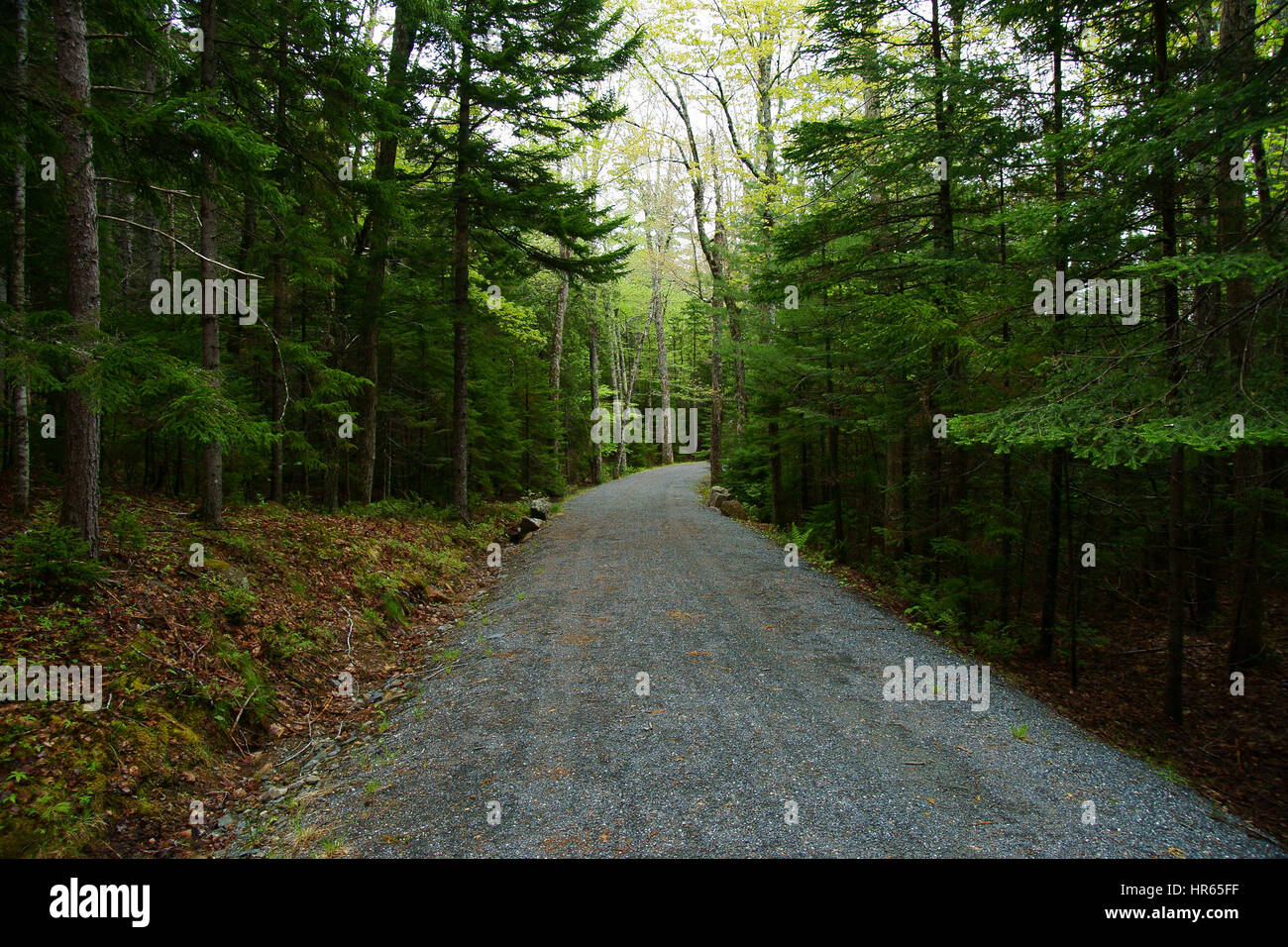 Gravel forest road hi-res stock photography and images - Alamy