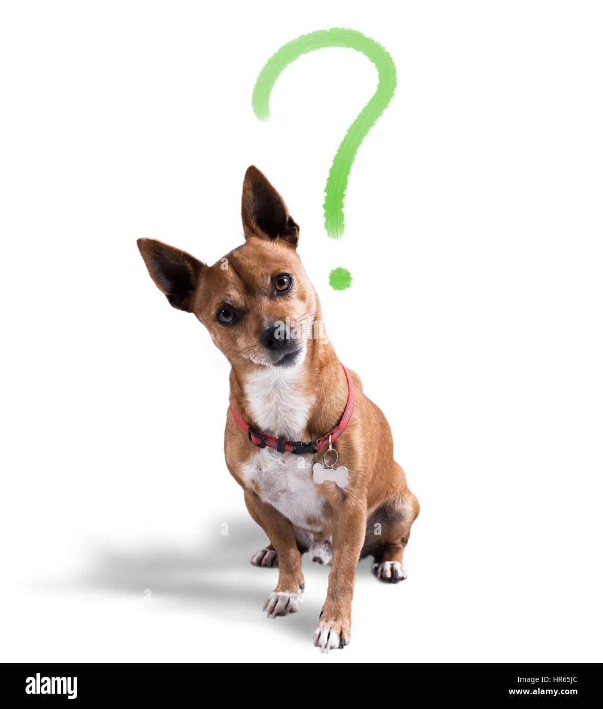 Dog with quizzical expression Stock Photo - Alamy