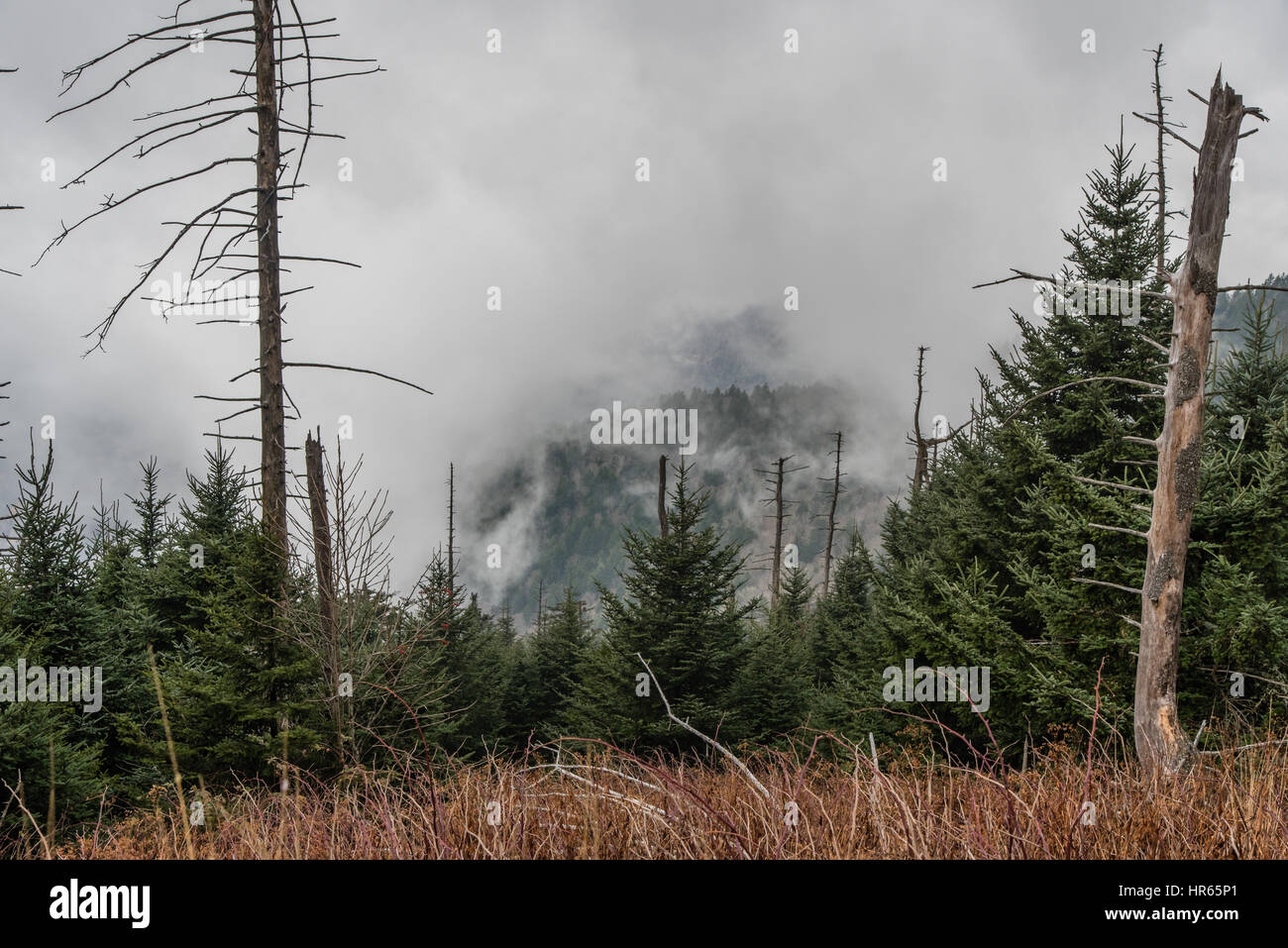 Clingman's Dome, Great Smoky Mountains National Park Stock Photo - Alamy