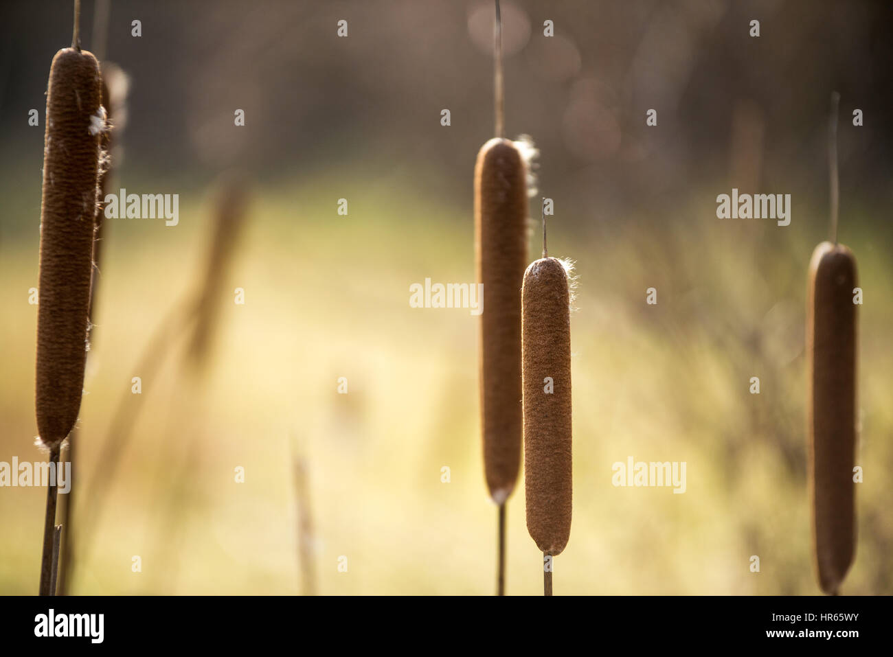Cut Rushes Beautiful broadleaf rushes Stock Photo - Alamy