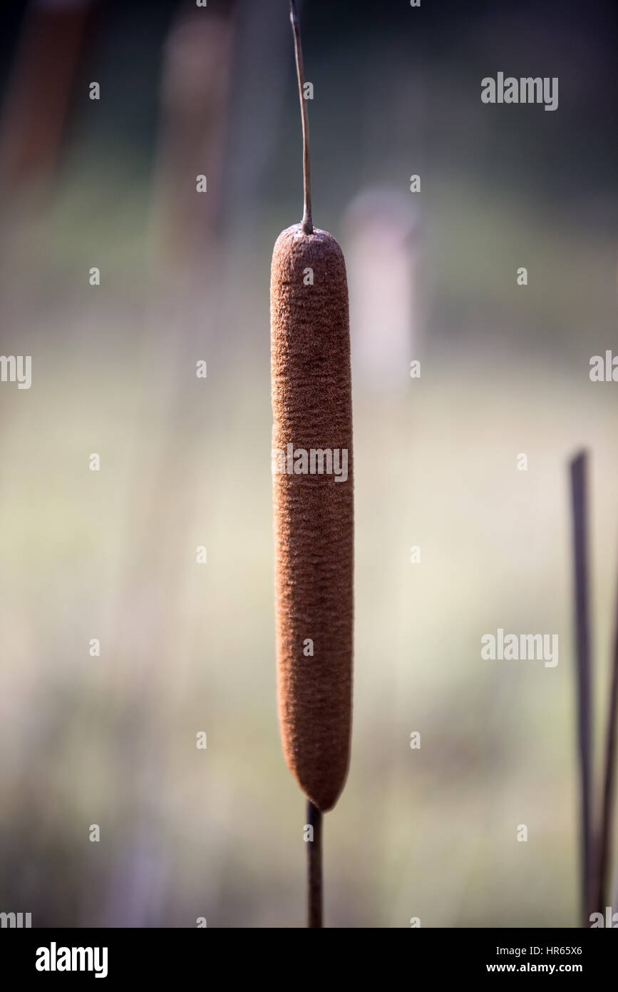 Cut Rushes Beautiful broadleaf rushes Stock Photo - Alamy