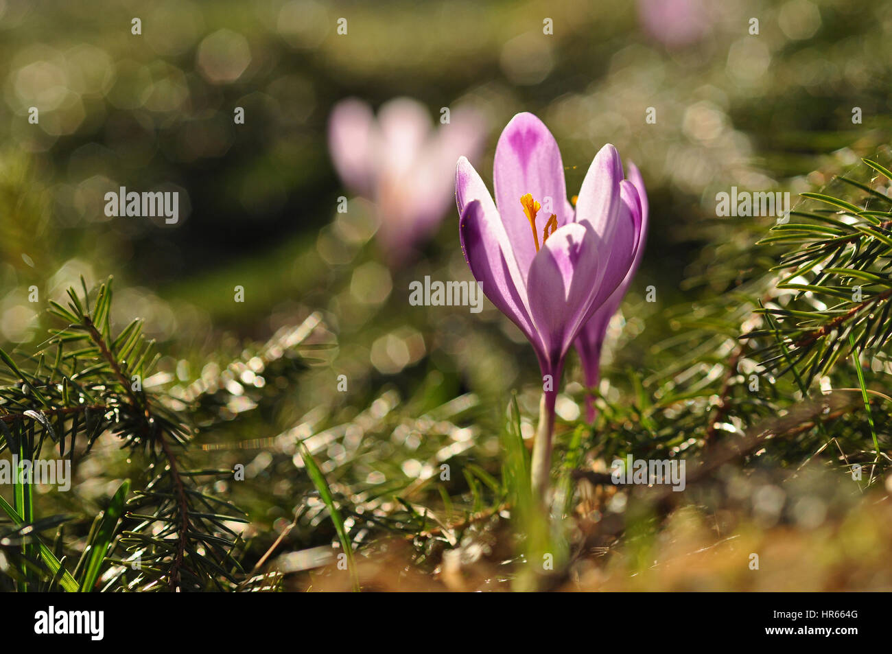 Purple crocus flower at spring Stock Photo - Alamy