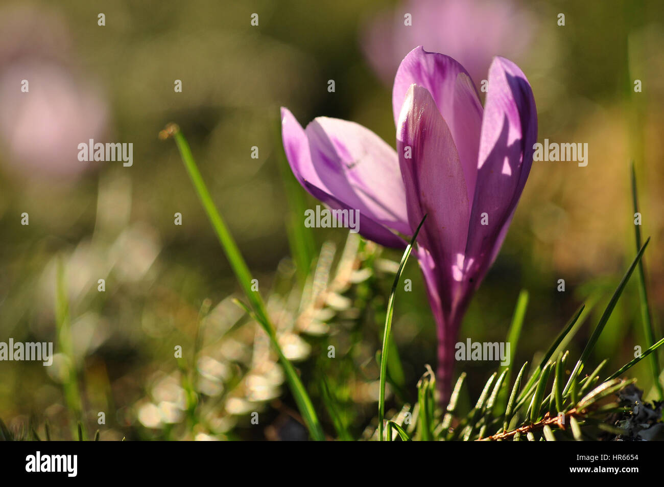 Purple crocus flower at spring Stock Photo - Alamy