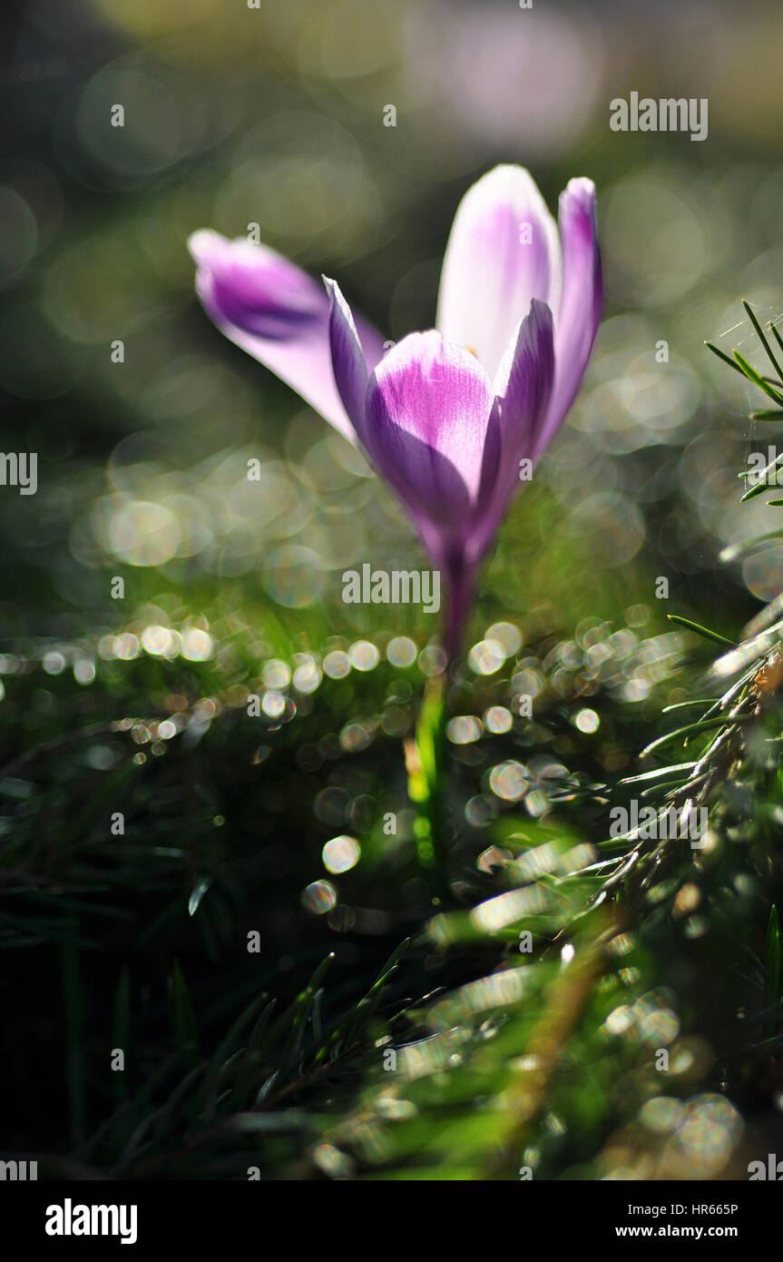 Purple crocus flower at spring Stock Photo - Alamy